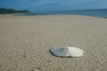 One Solitary Sand Dollar