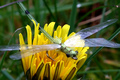 One - Hand Tied Dragonfly