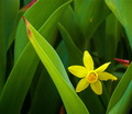 One (Lonely Daffodil in a Pot of Tulips)