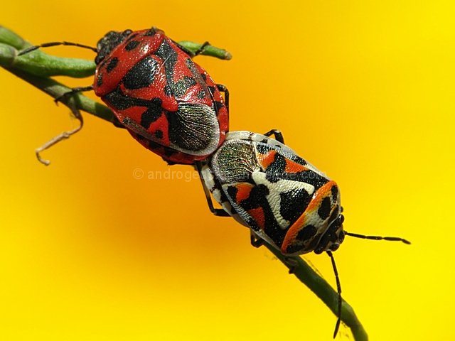 The Odd Couple
