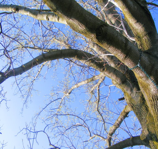 odd tree