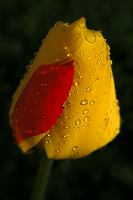 Odd looking Yellow Tulip