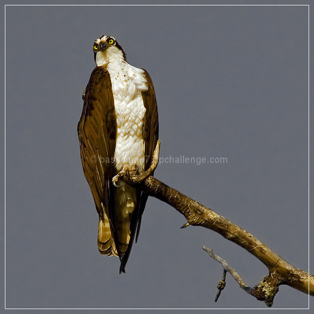 One Odd Osprey (odd number)