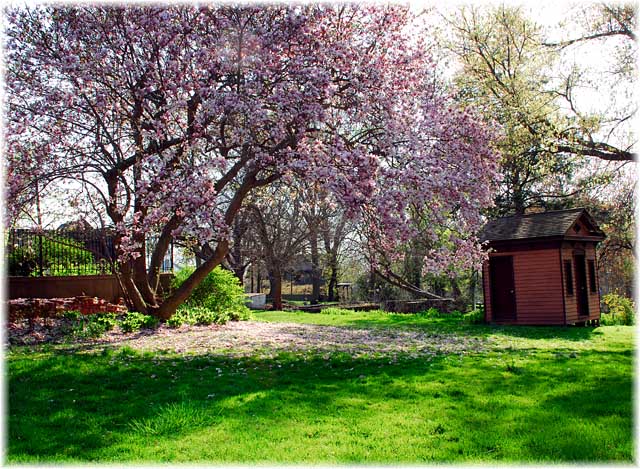 The lady who lived under the magic tree