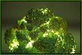 Broccoi Heals from Within