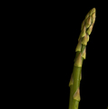 Tender Asparagus