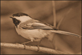 Chickadee Dee