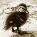 Portrait of a duckling