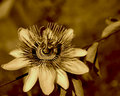 Sepia Flower