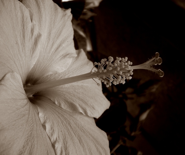 Plant Parts