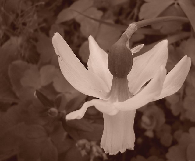 white narcissus