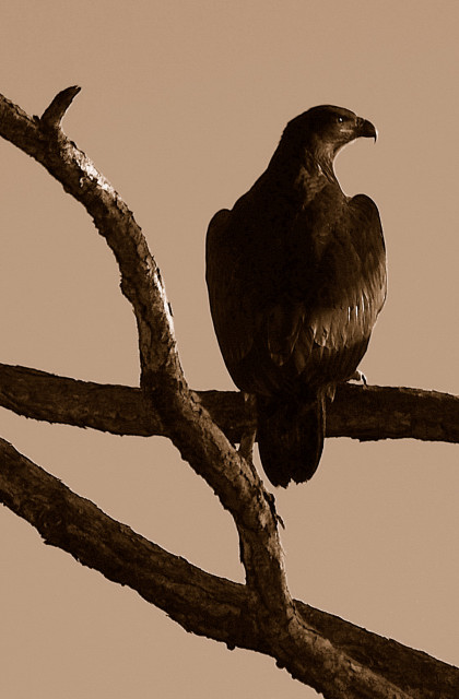 Young Eagle in Sepia