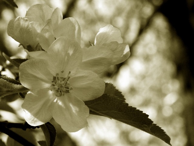 Apple Blossom