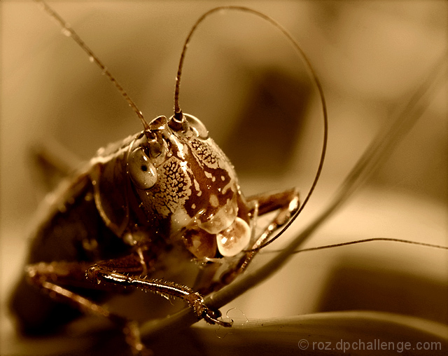 Blackish Meadow Katydid