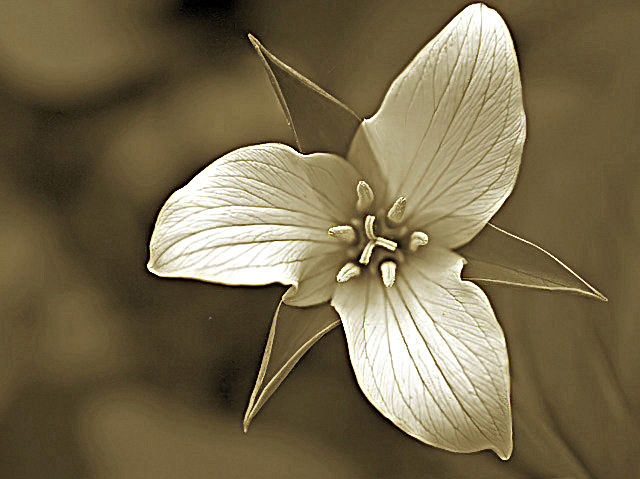 Great White Trillium in Sepia