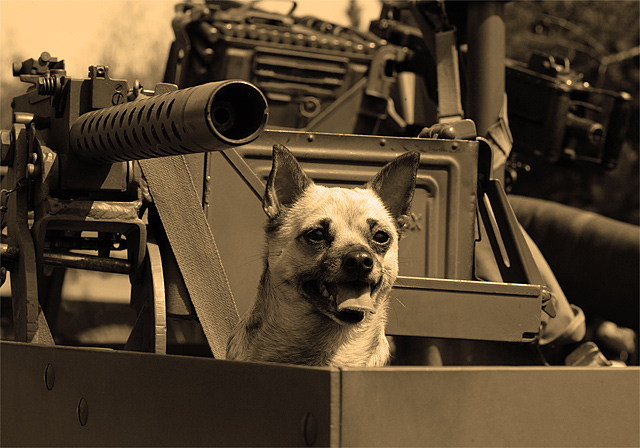 World War II Canine Machine Gunner