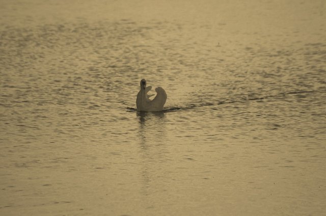 THE swan in the lake