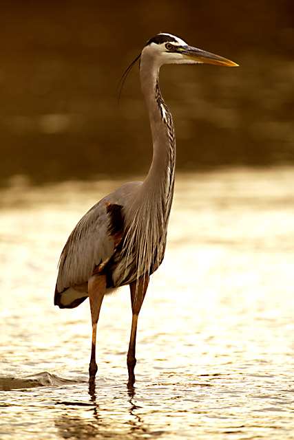 Mighty Heron