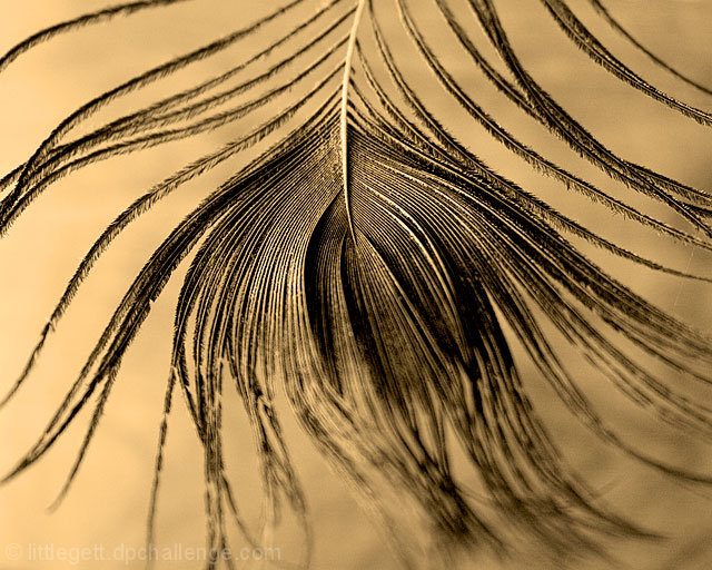 Feather