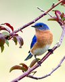 Eastern Bluebird