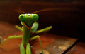 Smile please !