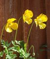 The Weeds Have It