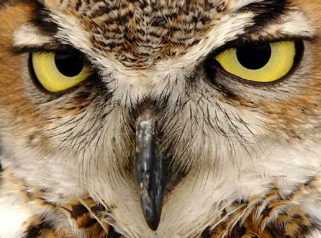 Owl