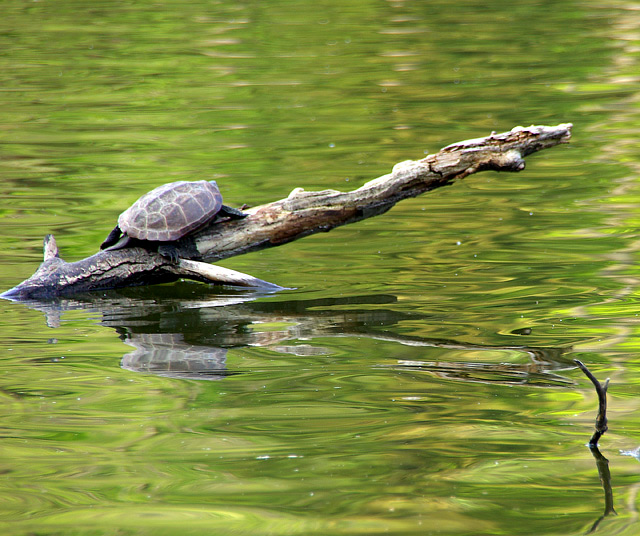 The Tortoise on the Hypotenuse