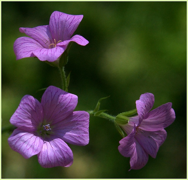 Purple Trio