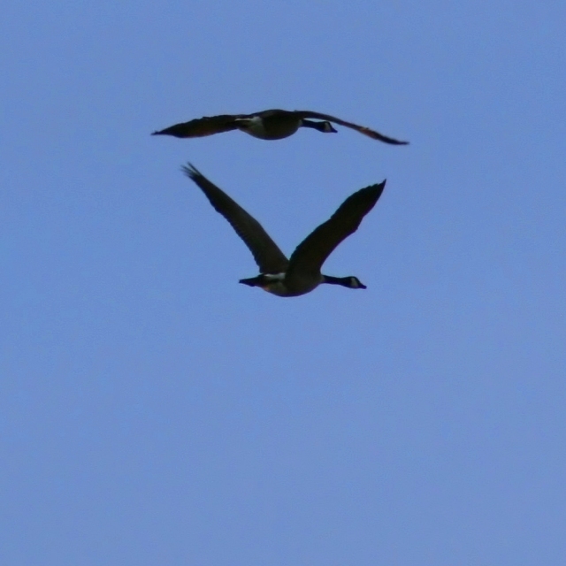 Inverted in Flight