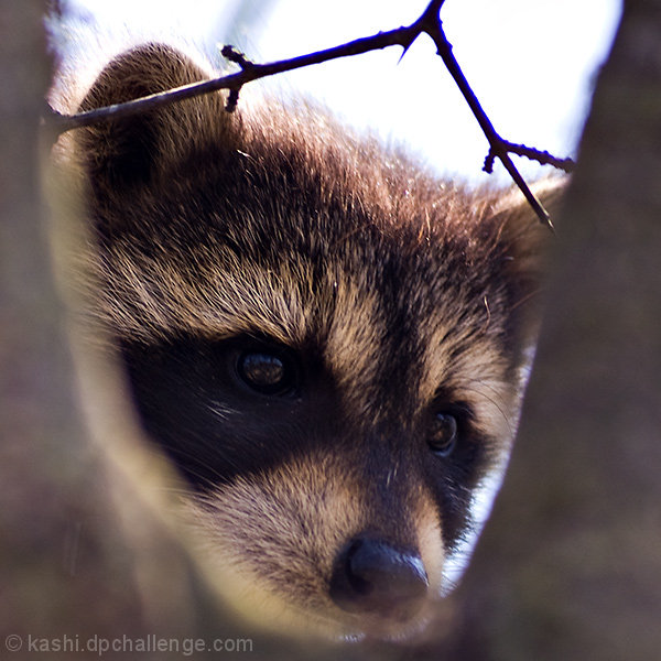 Baby Racoon