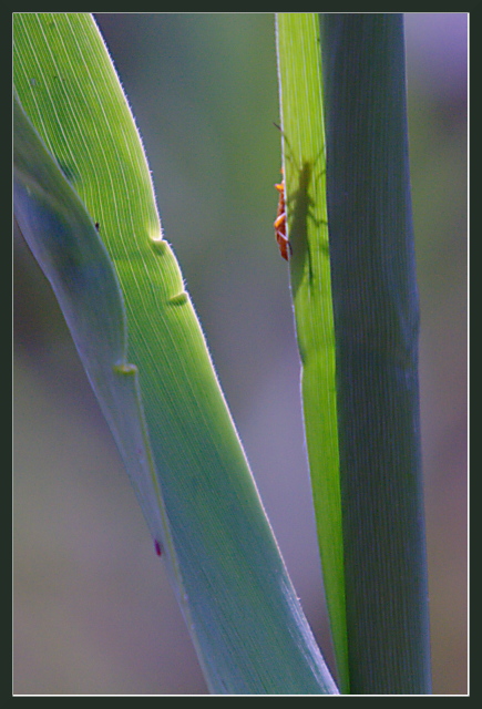 Hiding