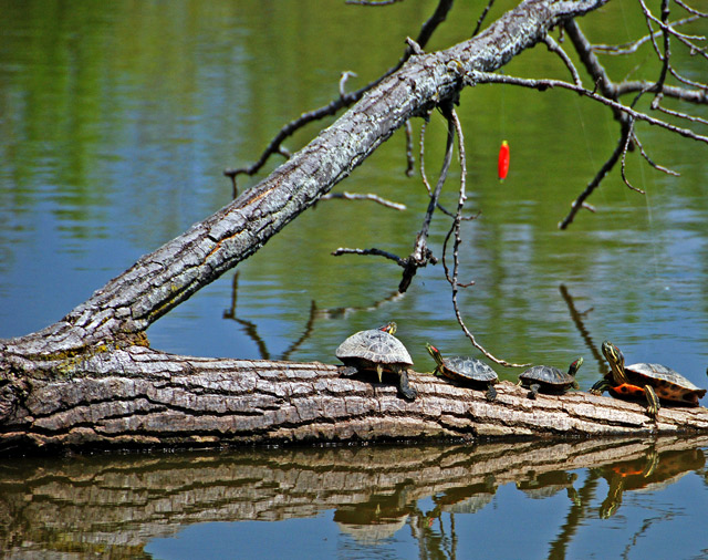 Turtle Tree