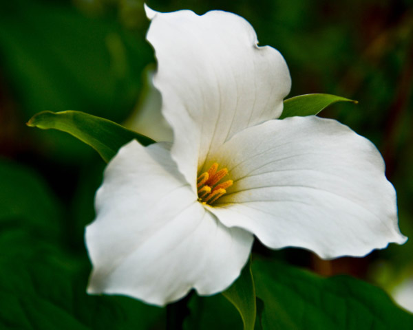 Trillium Time