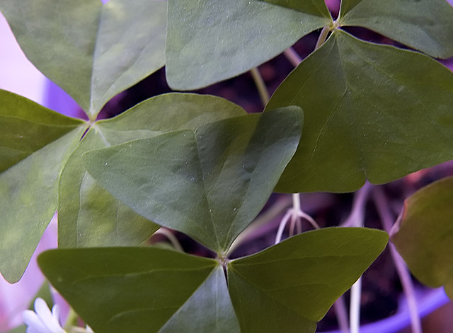 Oxalis in angles