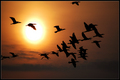 Fly high