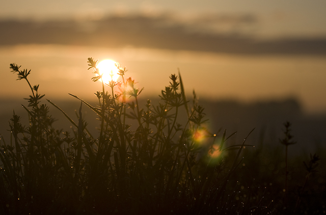 Spring awakes