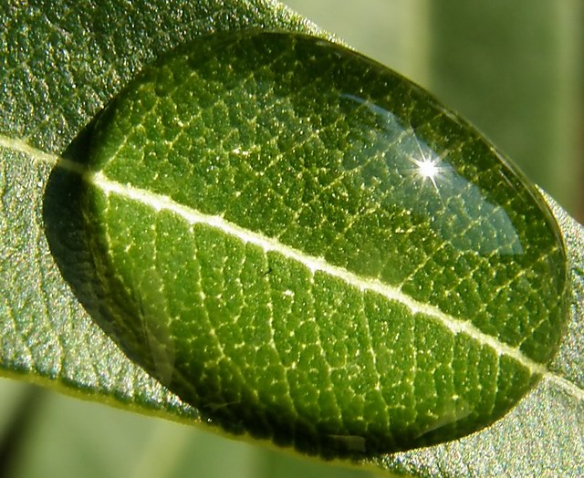 Photosynthesis