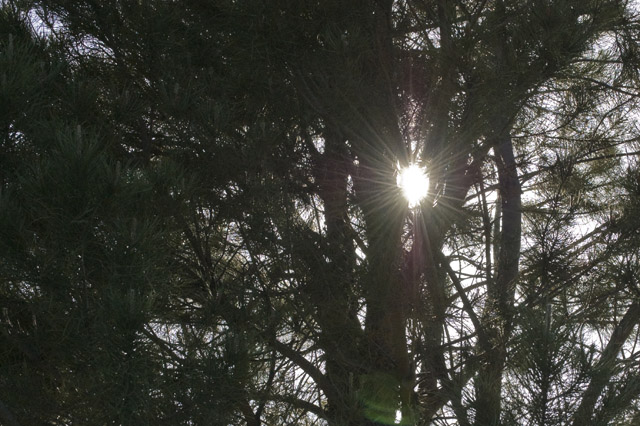 Setting sun through the pines