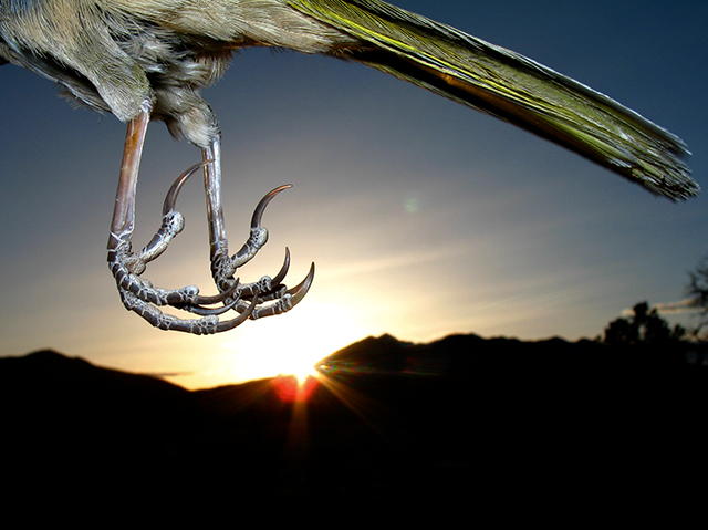 A Fly-By Shooting