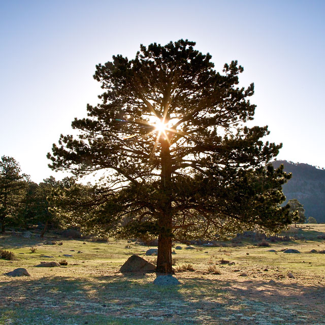 Ponderosa Pine, Sunrise