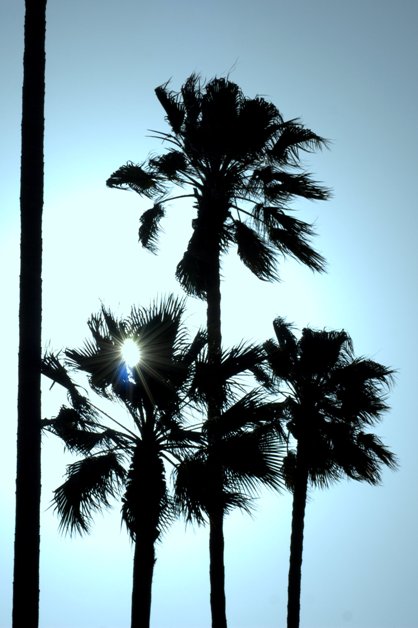 Palms