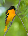 Baltimore Oriole