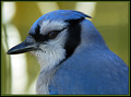 Cyanocitta cristata