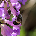 Bee's World