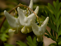 Dutchman's Breeches