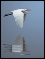 Snowy Egret in Flight