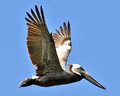 Brown Pelican