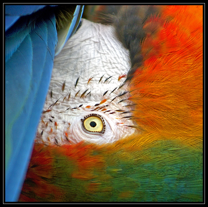 Natures Colourwheel 