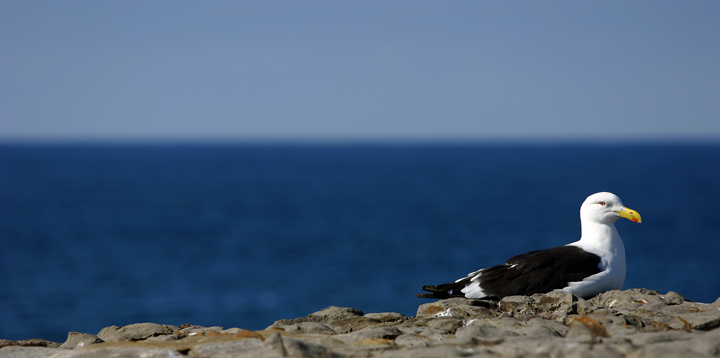 Sitting on the edge of the big blue